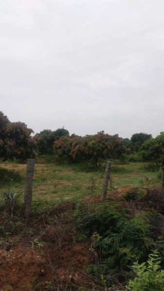  4 Acre Agricultural/Farm Land for Sale in Chennathur, Hosur