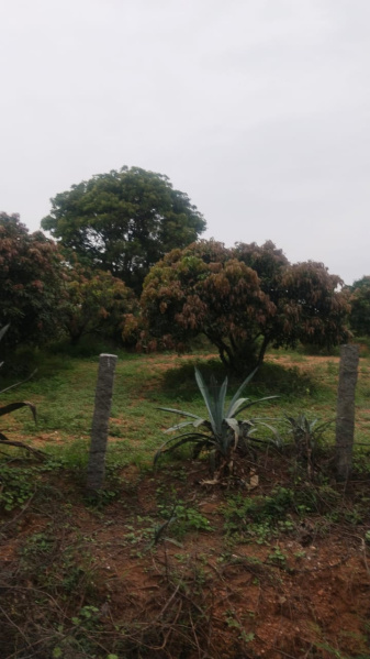  4 Acre Agricultural/Farm Land for Sale in Chennathur, Hosur