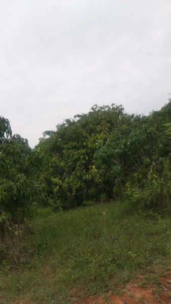  72 Acre Agricultural/Farm Land for Sale in Shoolagiri, Hosur