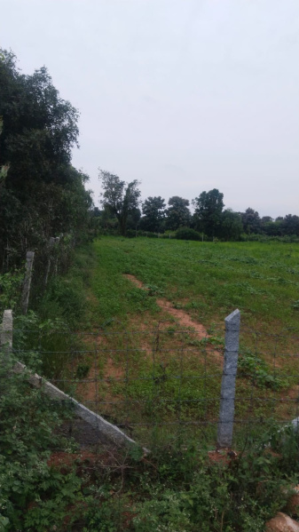  95 Cent Agricultural/Farm Land for Sale in Shoolagiri, Hosur