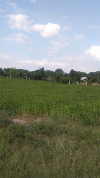  75 Cent Agricultural/Farm Land for Sale in Shoolagiri, Hosur