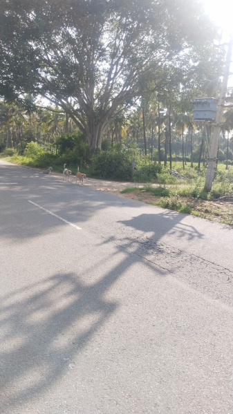  14 Cent Agricultural/Farm Land for Sale in Shoolagiri, Hosur