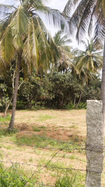  50 Cent Agricultural/Farm Land for Sale in Shoolagiri, Hosur