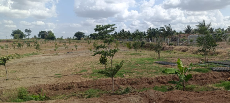  20 Acre Agricultural/Farm Land for Sale in Shoolagiri, Hosur