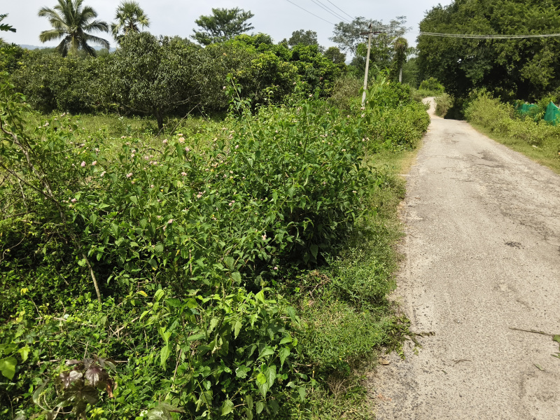  1 Acre Agricultural/Farm Land for Sale in Shoolagiri, Hosur