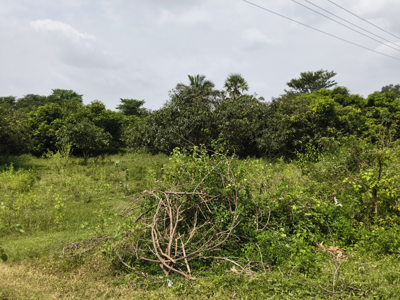  1 Acre Agricultural/Farm Land for Sale in Shoolagiri, Hosur