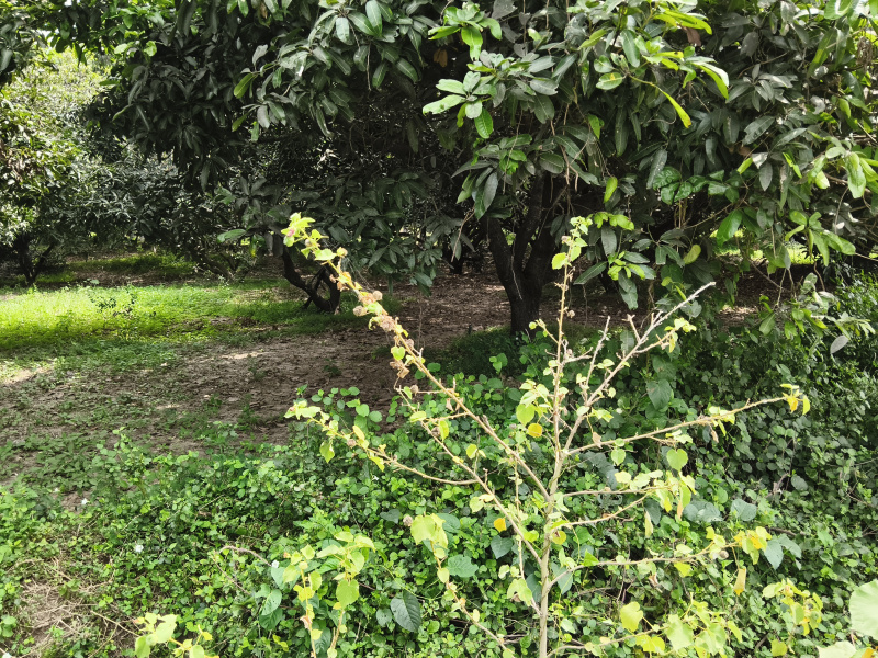  4 Acre Agricultural/Farm Land for Sale in Shoolagiri, Hosur