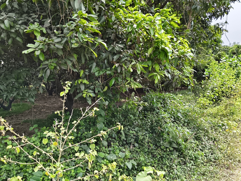  4 Acre Agricultural/Farm Land for Sale in Shoolagiri, Hosur