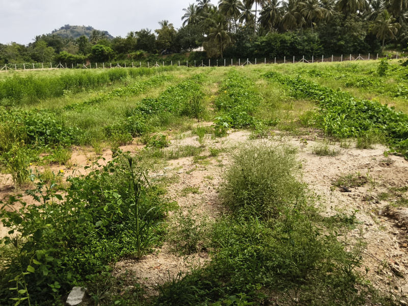  3 Acre Agricultural/Farm Land for Sale in Shoolagiri, Hosur