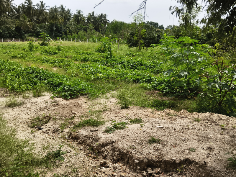  3 Acre Agricultural/Farm Land for Sale in Shoolagiri, Hosur