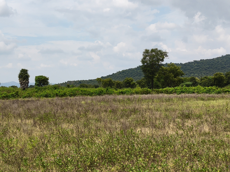  25 Acre Agricultural/Farm Land for Sale in Shoolagiri, Hosur