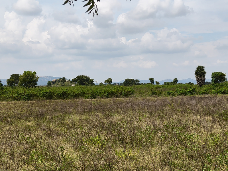  25 Acre Agricultural/Farm Land for Sale in Shoolagiri, Hosur