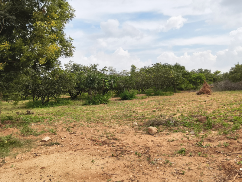  75 Acre Agricultural/Farm Land for Sale in Shoolagiri, Hosur