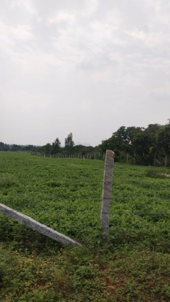  7 Acre Agricultural/Farm Land for Sale in Shoolagiri, Hosur