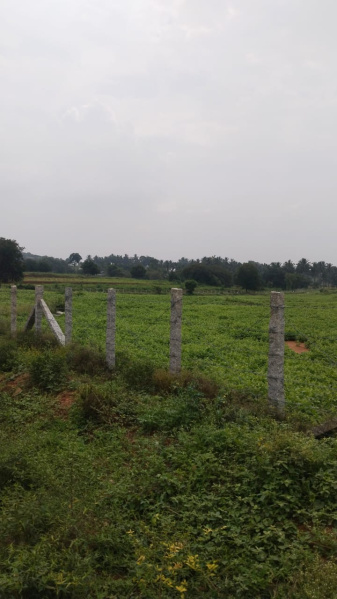  7 Acre Agricultural/Farm Land for Sale in Shoolagiri, Hosur