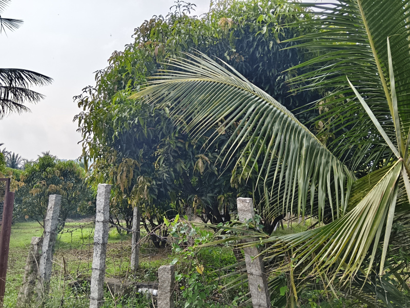  22 Acre Agricultural/Farm Land for Sale in Pochampalli, Krishnagiri