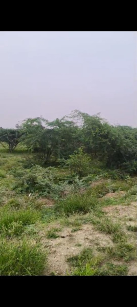  200 Sq.ft. Agricultural/Farm Land for Sale in Vilathikulam, Thoothukudi
