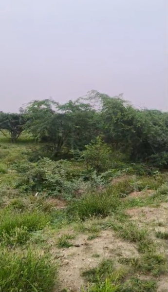  200 Sq.ft. Agricultural/Farm Land for Sale in Vilathikulam, Thoothukudi
