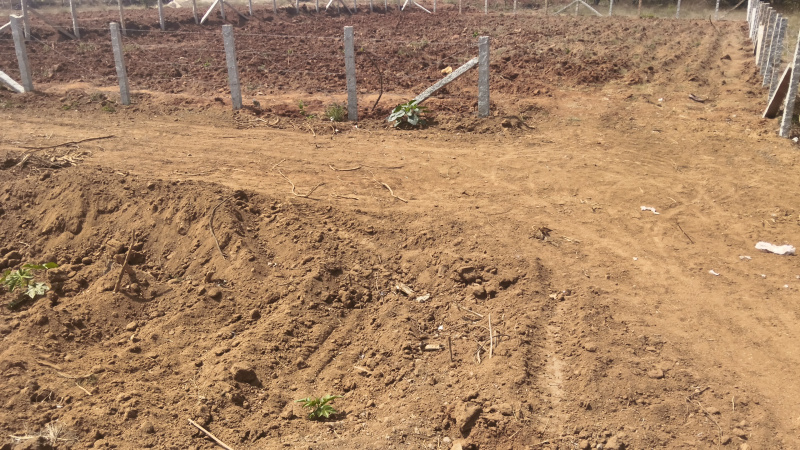  9592 Sq.ft. Agricultural/Farm Land for Sale in Shoolagiri, Hosur