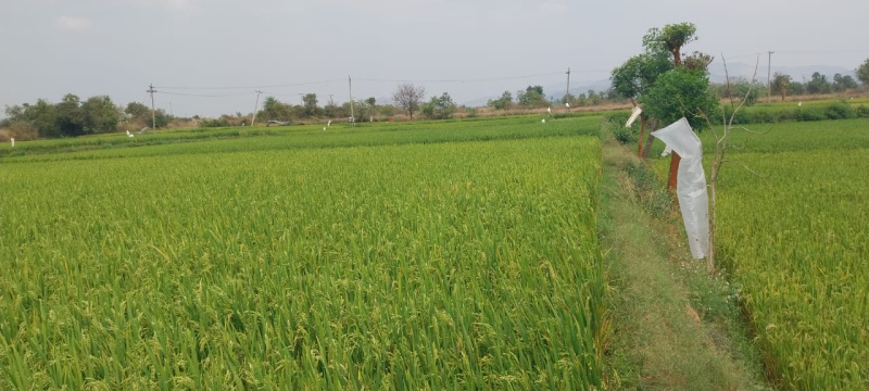  87200 Sq.ft. Agricultural/Farm Land for Sale in Thirumalai Nagar, Kanchipuram
