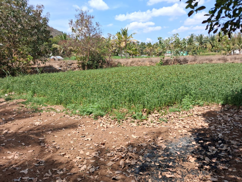  56680 Sq.ft. Agricultural/Farm Land for Sale in Marandahalli, Dharmapuri