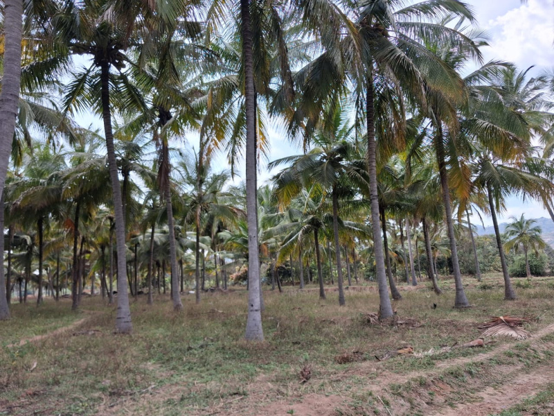  457800 Sq.ft. Agricultural/Farm Land for Sale in Marandahalli, Dharmapuri