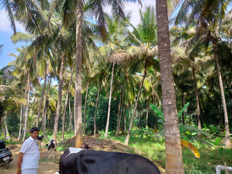 141700 Sq.ft. Agricultural/Farm Land for Sale in Marandahalli, Dharmapuri