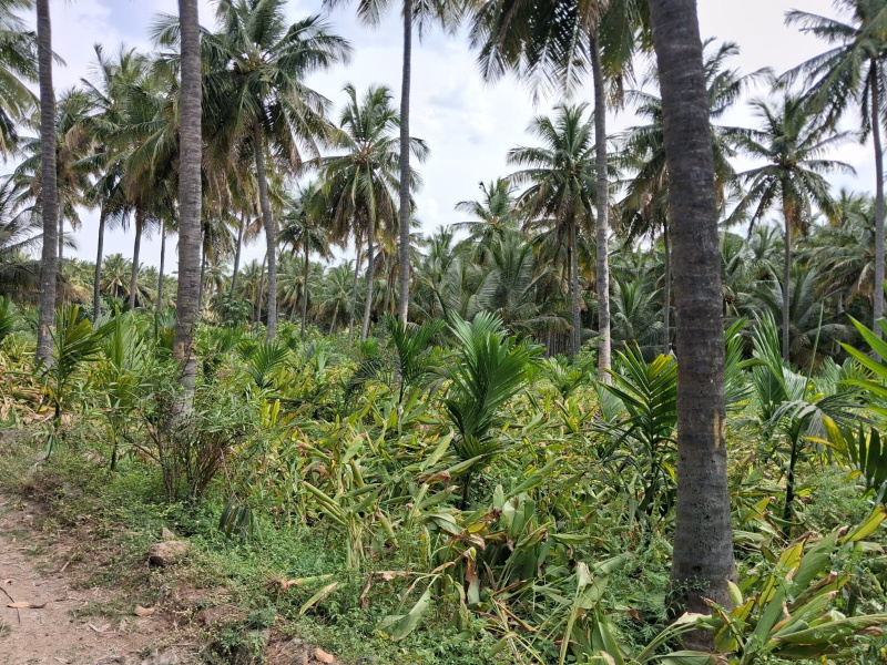  76300 Sq.ft. Agricultural/Farm Land for Sale in Marandahalli, Dharmapuri