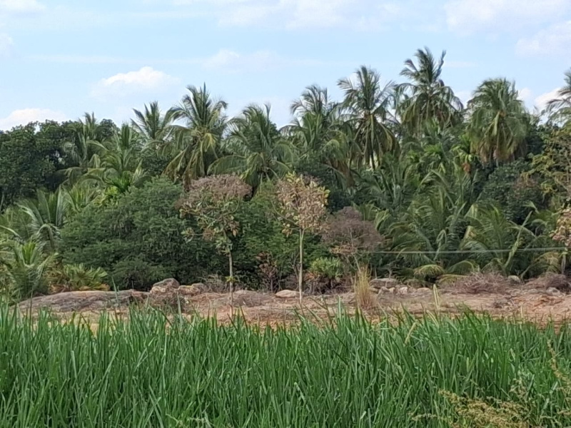  392400 Sq.ft. Agricultural/Farm Land for Sale in Marandahalli, Dharmapuri