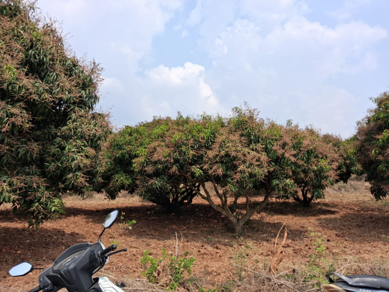  43600 Sq.ft. Agricultural/Farm Land for Sale in Thalli, Hosur