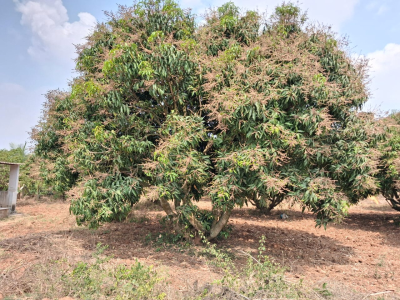  43600 Sq.ft. Agricultural/Farm Land for Sale in Thalli, Hosur