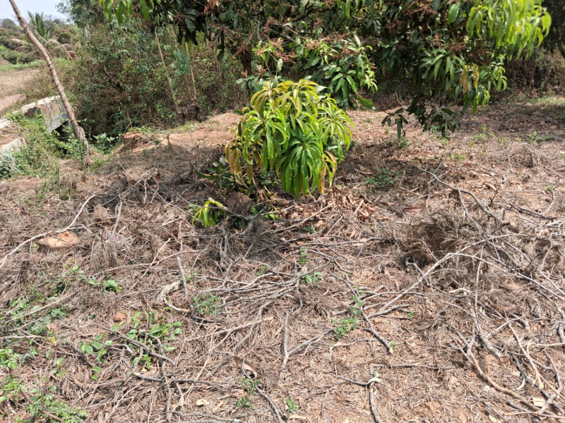  27904 Sq.ft. Agricultural/Farm Land for Sale in Thalli, Hosur