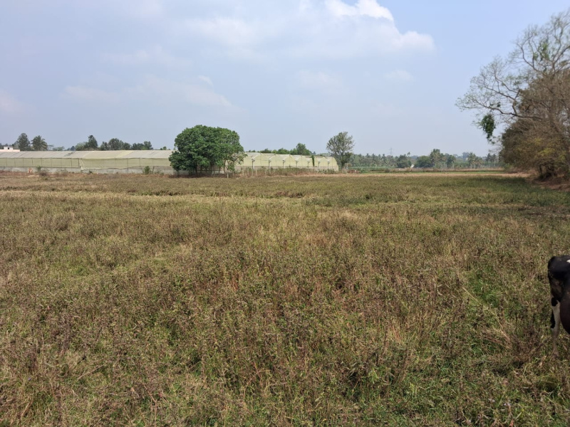  43600 Sq.ft. Agricultural/Farm Land for Sale in Thalli, Hosur