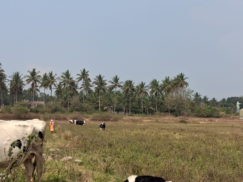  43600 Sq.ft. Agricultural/Farm Land for Sale in Thalli, Hosur