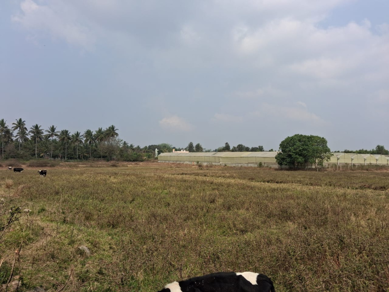  43600 Sq.ft. Agricultural/Farm Land for Sale in Thalli, Hosur