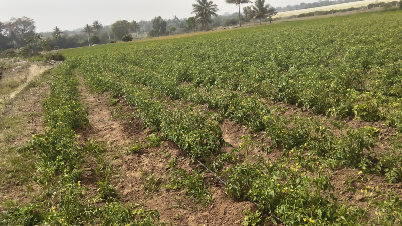  523200 Sq.ft. Agricultural/Farm Land for Sale in Kelamangalam Road, Hosur