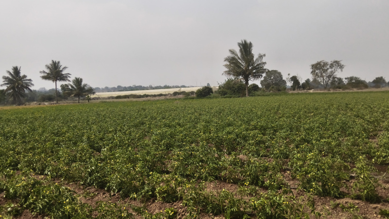  523200 Sq.ft. Agricultural/Farm Land for Sale in Kelamangalam Road, Hosur