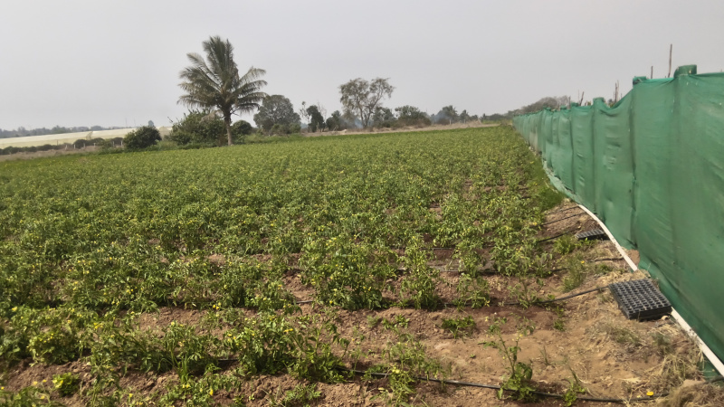  523200 Sq.ft. Agricultural/Farm Land for Sale in Kelamangalam Road, Hosur