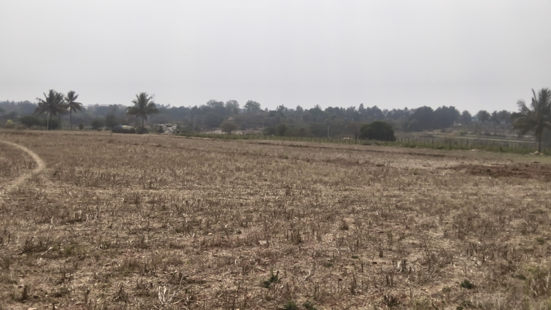  261600 Sq.ft. Agricultural/Farm Land for Sale in Karapalli, Hosur