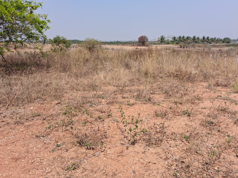  13952 Sq.ft. Agricultural/Farm Land for Sale in Rayakottai Road, Hosur