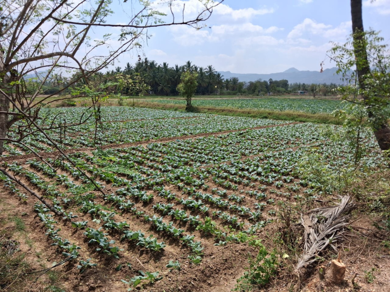 196200 Sq.ft. Agricultural/Farm Land for Sale in Marandahalli, Dharmapuri