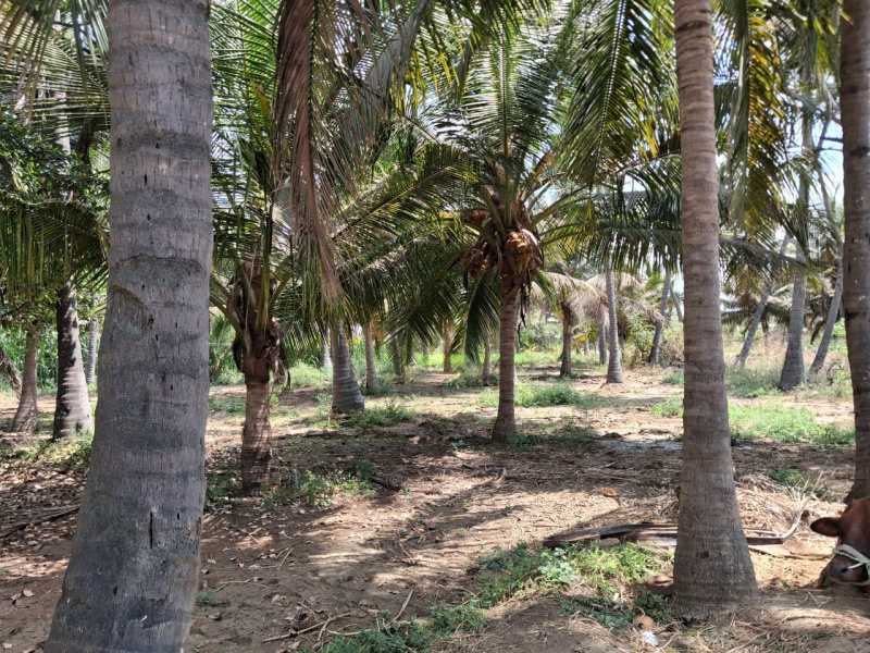  196200 Sq.ft. Agricultural/Farm Land for Sale in Marandahalli, Dharmapuri