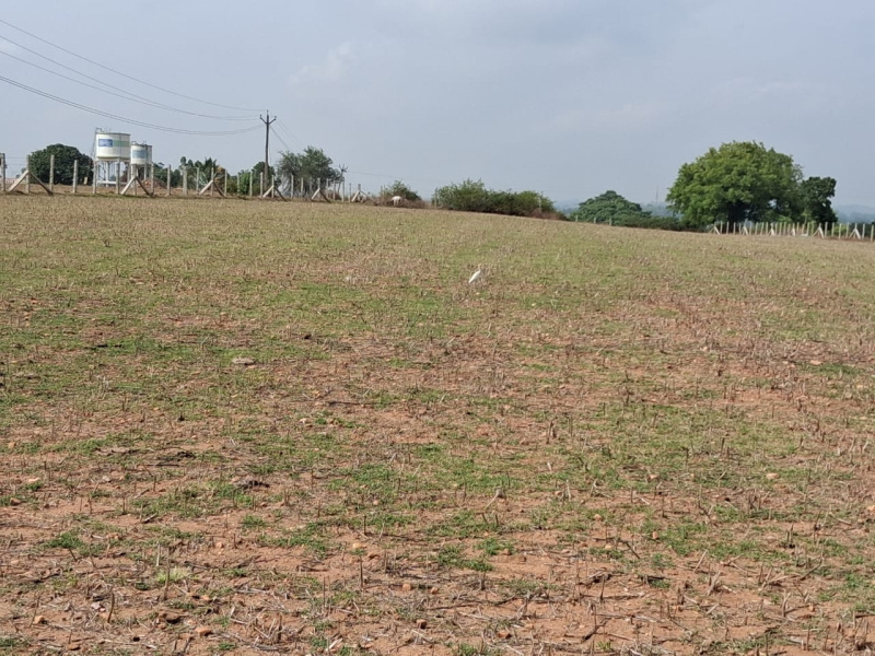  2 Acre Agricultural/Farm Land for Sale in Hosur Taluk, Krishnagiri