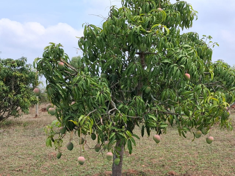  4 Acre Agricultural/Farm Land for Sale in Thalli, Hosur