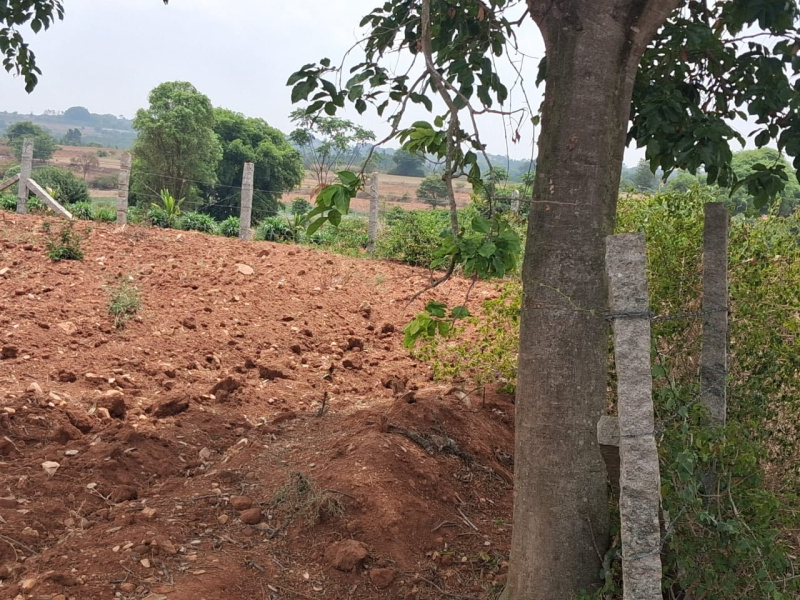  1 Acre Agricultural/Farm Land for Sale in Thalli, Hosur