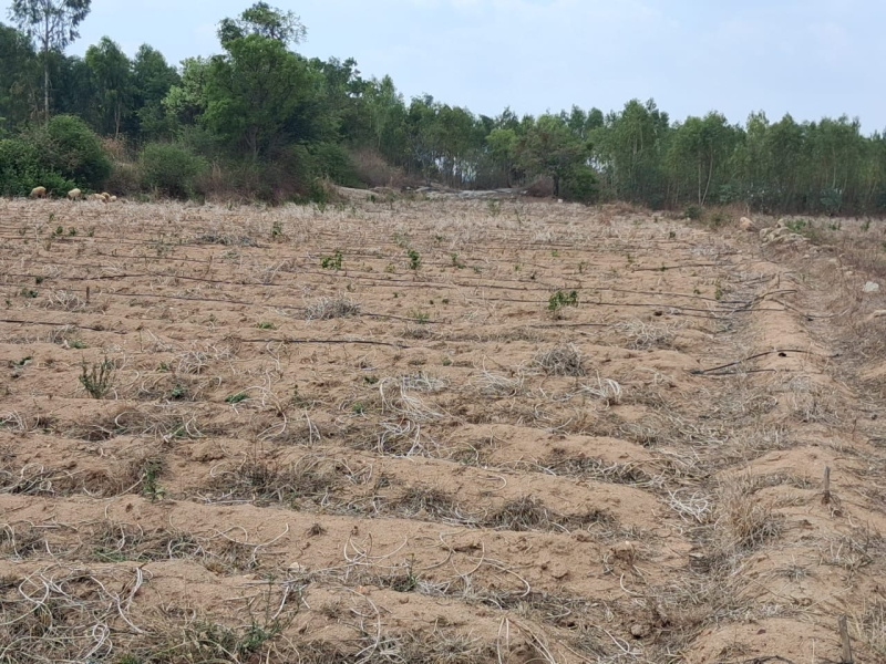  2 Acre Agricultural/Farm Land for Sale in Shoolagiri, Hosur