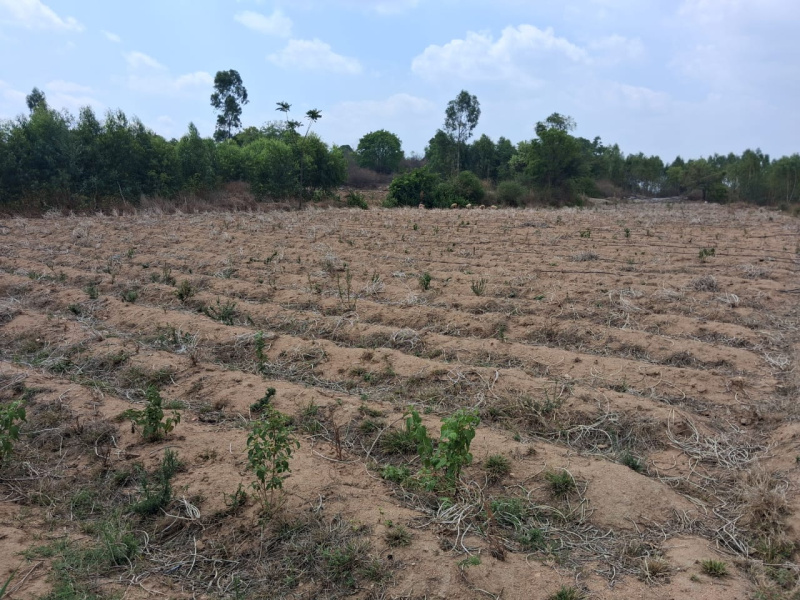  2 Acre Agricultural/Farm Land for Sale in Shoolagiri, Hosur