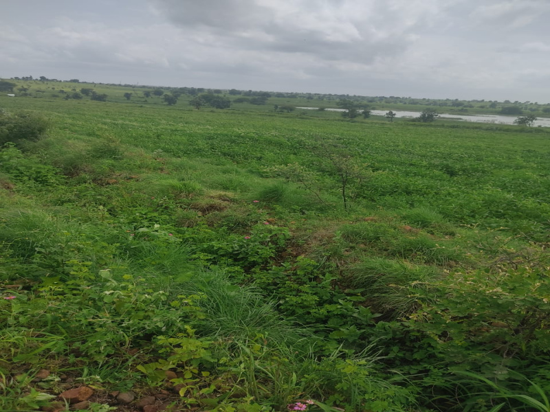  Agricultural Land 13 Acre for Sale in Mehkar, Buldana