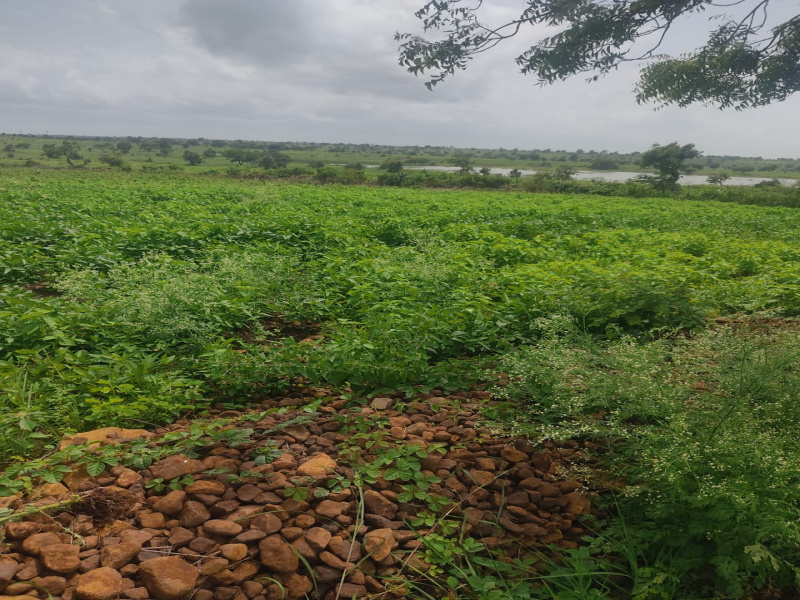  Agricultural Land 13 Acre for Sale in Mehkar, Buldana