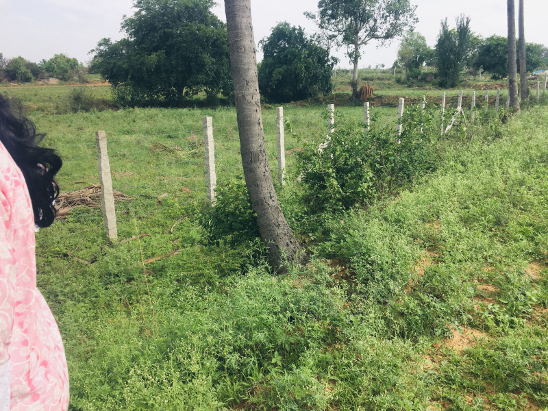  Agricultural Land 78000 Sq.ft. for Sale in Berigai, Krishnagiri
